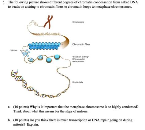 naked dna is called chromatin|Chromatin